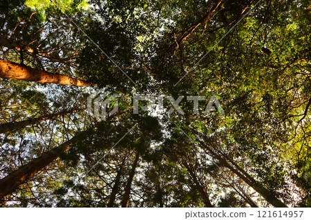 [愛知縣]足毛濕地散步～雜談山 ④ 121614957