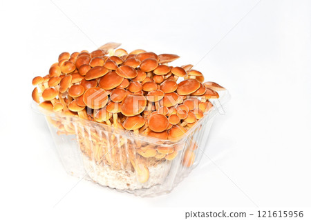 菇（平菇） 121615956