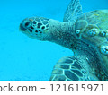 Sea turtle 121615971