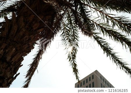 Tropical palm tree 121616285