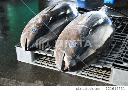 Fresh bluefin tuna being auctioned at the market. Large bluefin tuna 121616531