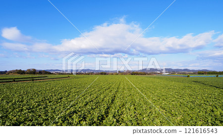Vast radish field and blue sky 121616543