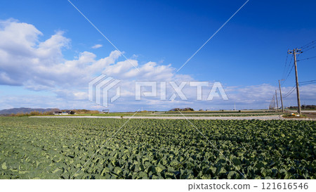 廣闊的蘿蔔田和藍天 121616546
