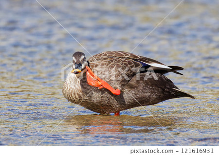 A duck scratching its face with webbed feet A duck scratching its face with webbed feet 121616931