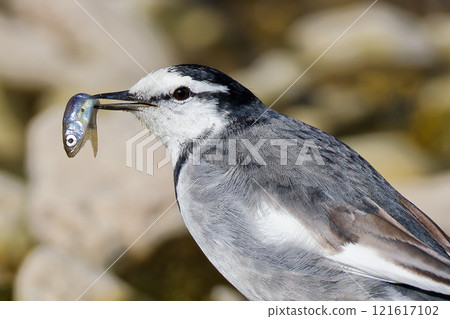 白鶺鴒抓魚 121617102