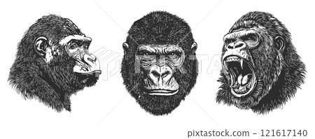 Gorilla portrait set. Front and side view. Snarling mouth. Wild jungle animal monkey. Design element for zoo safari poster banner. Simple silhouette linocut black and white style. Isolated vector on Gorilla portrait set. Front and side view. Snarling mouth. Wild jungle animal monkey. Design element for zoo safari poster banner. Simple silhouette linocut black and white style. Isolated vector on 121617140