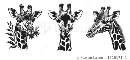 Giraff portraits set. Savanna wild animal. Front and side view. Giraffe chews leaves. Design element for zoo safari banner poster. Simple silhouette linocut black and white style. Isolated vector on 121617141