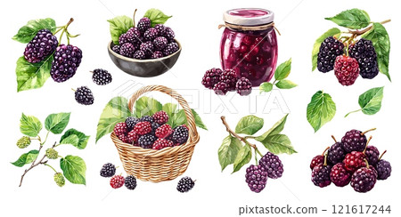 Aquarelle mulberries set. Brunch of berries with leaves in a pile in a wicker basket. Glass jar with jam. Organic sweet delicious healthy tasty seasonal food. Watercolor style isolated vector clipart 121617244