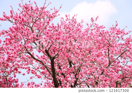 Cute rose pink chrysanthemum flower Cute rose pink chrysanthemum flower 121617308