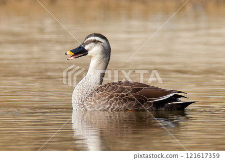 Spot-billed ducks croaking in the river Spot-billed ducks croaking in the river 121617359