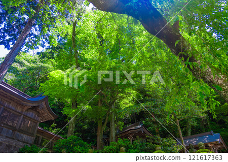 因幡神社內綠意盎然 121617363