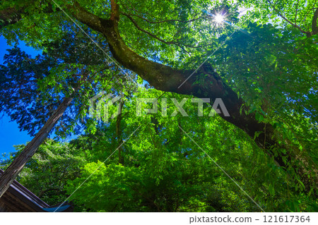 新鮮的綠色被太陽照亮 121617364