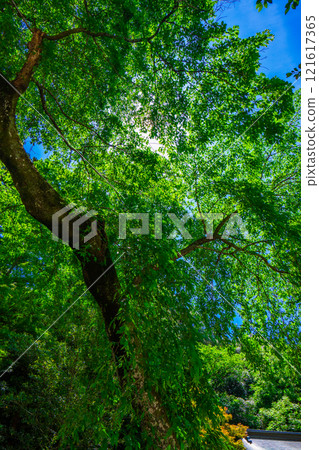 新鮮的綠色被太陽照亮 121617365