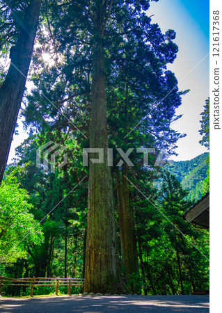 岐阜縣瀧神社的古樹 121617368