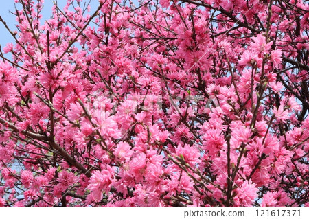 Flowers of the Japanese quince blossoming in Expo Commemoration Park - Part 4 121617371