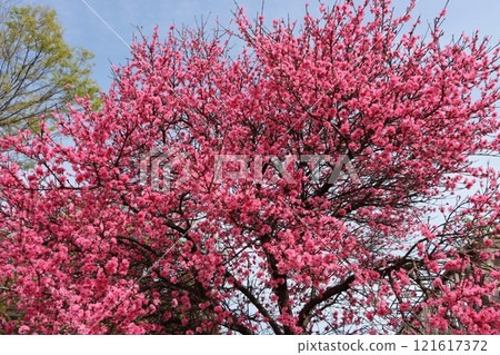 Jerusalem artichoke flowers blooming in Expo Memorial Park 121617372