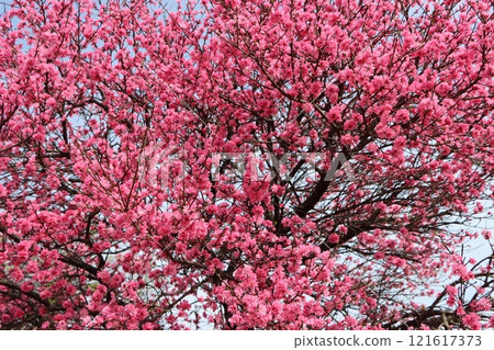 Flowers of the Japanese quince blossoming in Expo Commemoration Park - 5 Flowers of the Japanese quince blossoming in Expo Commemoration Park - 5 121617373