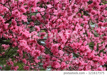 70年世博會紀念公園盛開的菊芋花 - 七 121617375
