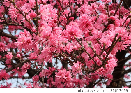 Kikumo-mo-nana, also popular as a park tree 121617499