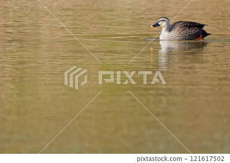 Water surface and mallards 121617502