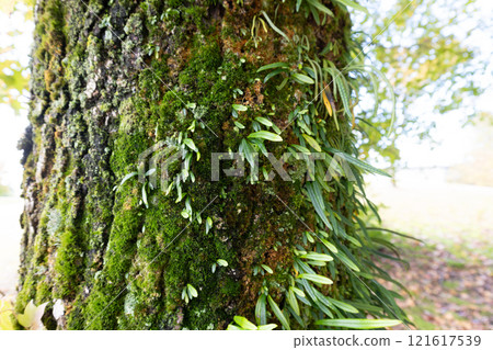 長在樹上的諾信信 長在樹上的諾信信 121617539