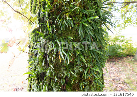Nokishinobium growing on a tree 121617540