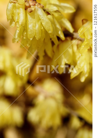 早春的蠟梅花盛開 121617556