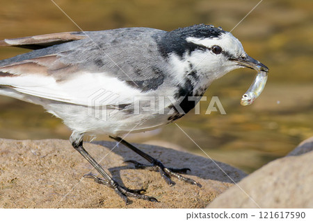 Male White Wagtail catching a fish Male White Wagtail catching a fish 121617590