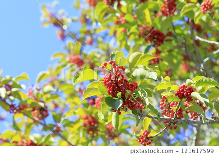 黑金餅與鮮紅色的水果 121617599