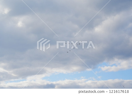 Flight of bird formation Flight of bird formation 121617618