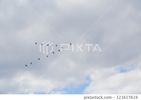 鳥類形成的飛行 鳥類形成的飛行 121617619
