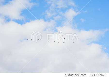 鳥類形成的飛行 鳥類形成的飛行 121617620
