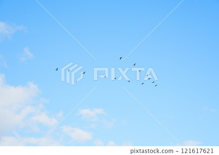 鳥類形成的飛行 鳥類形成的飛行 121617621