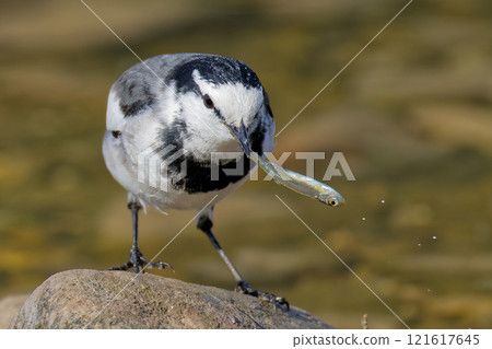 A white wagtail grabbing a fish's tail fin A white wagtail grabbing a fish's tail fin 121617645