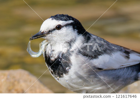 一條白鶺鴒不會放開受到攻擊的魚 121617646