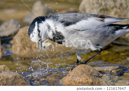 冬季羽毛中的雄性白鶺鴒被捕獲 121617647