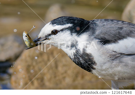 冬天在河裡抓魚的白鶺鴒 121617648