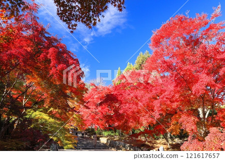 Autumn leaves at Nison-in Temple 121617657