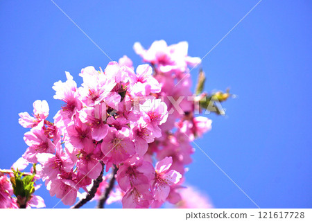 Kawazu cherry tree 121617728