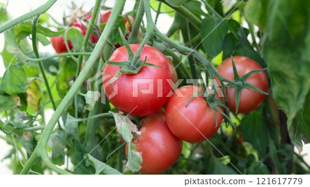 bunch of bright ripe large tomatoes close-up among green foliage in greenhouse, tomato harvest on branch in organic garden, home vegetable growing and harvest period bunch of bright ripe large tomatoes close-up among green foliage in greenhouse, tomato harvest on branch in organic garden, home vegetable growing and harvest period 121617779