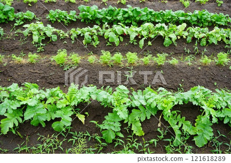 Field crop Field crop 121618289