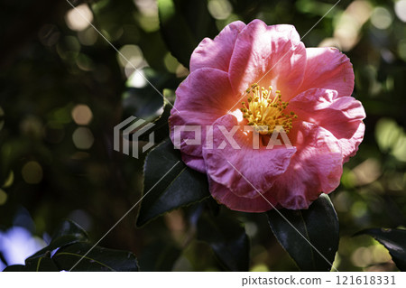 Camellia flower 121618331