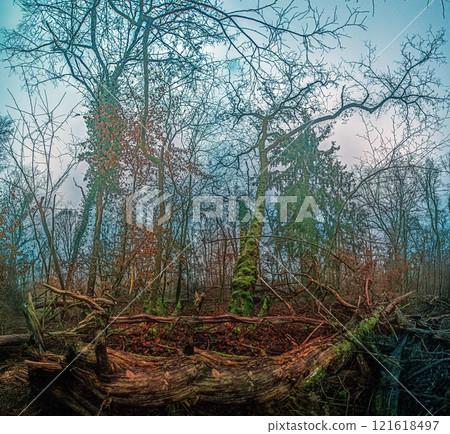 A dense forest scene with fallen logs, moss covered trees, and bare branches under a cloudy sky A dense forest scene with fallen logs, moss covered trees, and bare branches under a cloudy sky 121618497