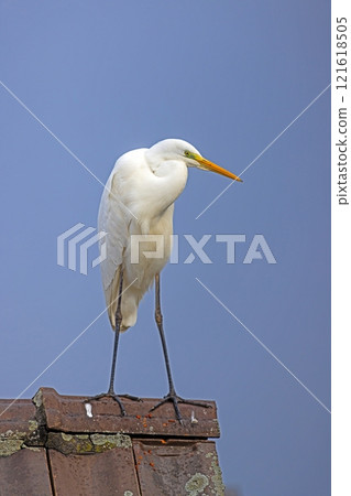 A white heron standing on a roof with a blue sky background 121618505