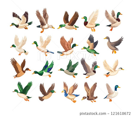 Cartoon wild ducks. Goose mallard water duck birds, canard flying green headed lake pond soaring swimming wildlife, isolated vector on white background Cartoon wild ducks. Goose mallard water duck birds, canard flying green headed lake pond soaring swimming wildlife, isolated vector on white background 121618672