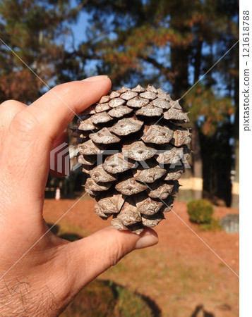 Large loblolly pine cone Large loblolly pine cone 121618788