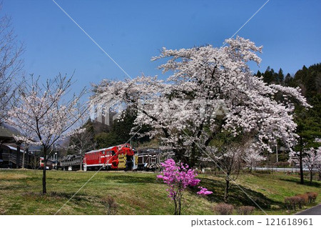 Cherry blossoms blooming in the railway garden... Usui Pass Railway Heritage Park in full bloom in spring 121618961