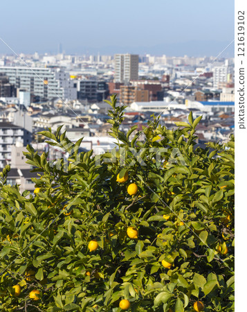 Lemon tree with fruit and cityscape Lemon tree with fruit and cityscape 121619102