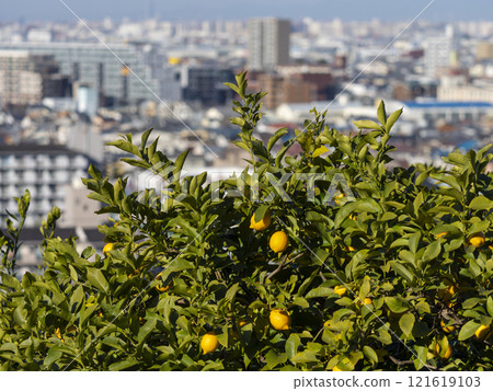 Lemon tree with fruit and cityscape Lemon tree with fruit and cityscape 121619103