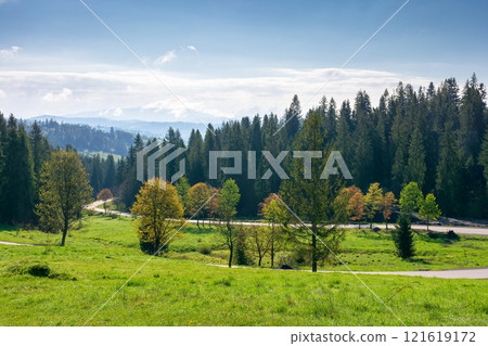 coniferous forest on the hillside in spring. scenic view in to the valley with road. carpathian mountain landscape with grassy meadow on a sunny morning. wonderful weather 121619172
